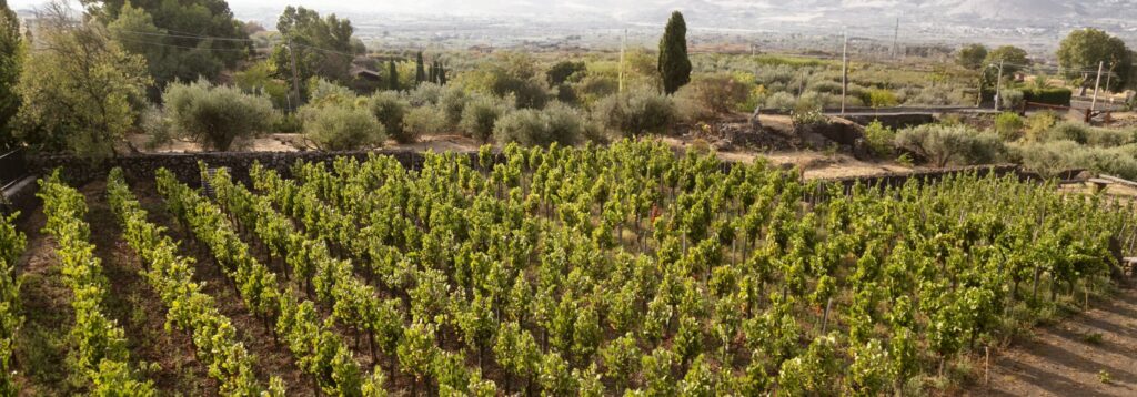 Degustazione vini Etna DOC