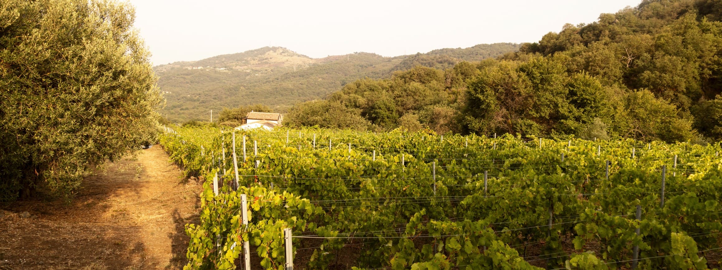Castiglione di Sicilia: natura, storia e vino