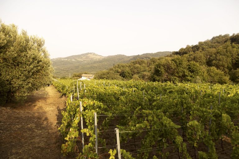 Dimora nel Vigneto di Carricante