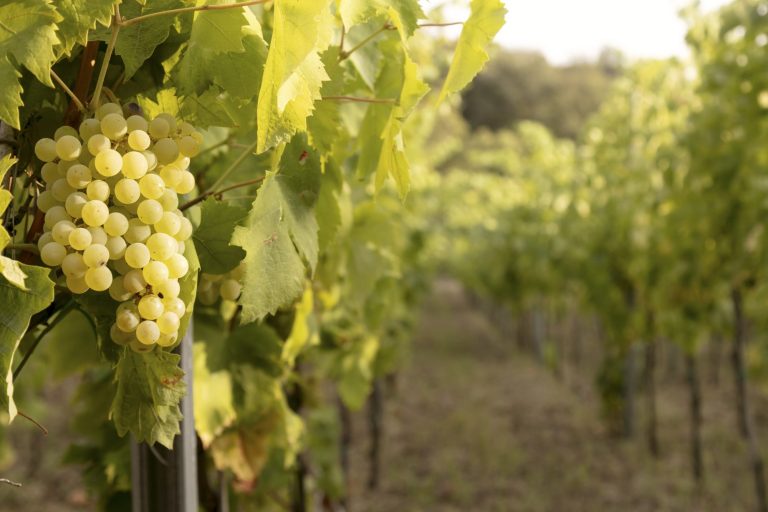 Dimora nel Vigneto di Carricante